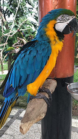 parrot for sale Berlin - photo 1