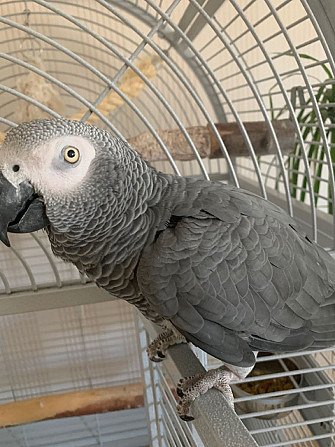 parrot for sale Берлін - изображение 2