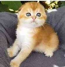 Stunning multi colour Scottish Fold 6 kitten Hamburg