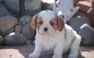 Cavalier King Charles Spaniel Hamburg