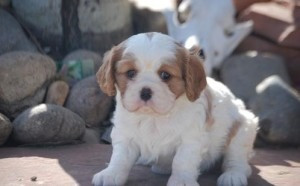 Cavalier King Charles Spaniel Hamburg - photo 1