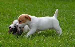 Jack Russell Terrier Munich