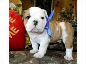 AKC Champion-Blutlinie Englische Bulldoggen. Ерфурт