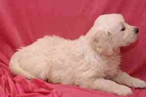 Golden Retriever Welpen Потсдам