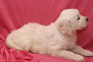 Golden Retriever Welpen Potsdam - photo 1