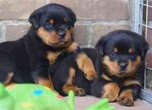 Schöne Rottweiler-Welpen. Bremen