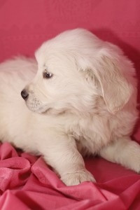 AKC Golden Retriever Welpen. Ганновер - изображение 1