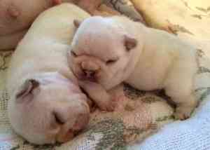 Wunderschöne Französische Bulldoggenwelpen Mainz