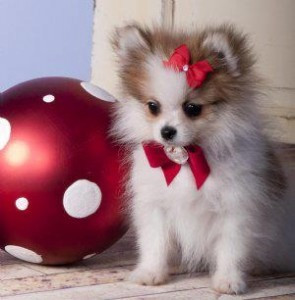 Pomeranian-Welpen sind das perfekte Geschenk für Ihre Lieben! Саарбрюккен - изображение 1