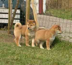 Gesunde männliche und weibliche Akita Inu-Welpen zur Adoption. Magdeburg