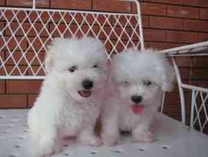 Bichon Frise-Welpen bereit Berlin