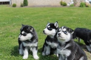 Husky zur Adoption Дрезден - изображение 1