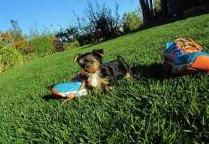 Zu Hause aufgezogene Teacup-Yorkie-Welpen Dresden