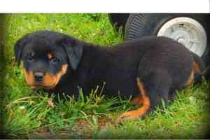 Rotties For Adoption Висбаден