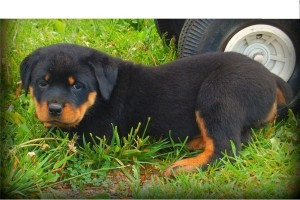 Rotties For Adoption Висбаден - изображение 1