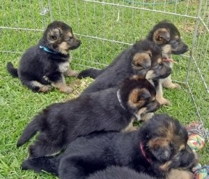 Deutsche Schäferhundwelpen zu verkaufen Dresden - photo 1