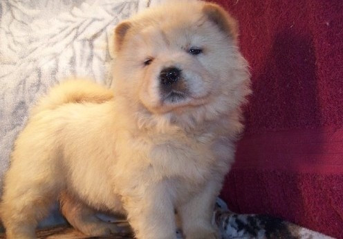 Chow-Chow-Welpen zu verkaufen Stuttgart - photo 1