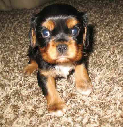 Süße männliche Cavalier King Charles Spaniel-Welpen zu verkaufen. Berlin