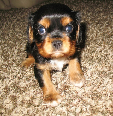 Süße männliche Cavalier King Charles Spaniel-Welpen zu verkaufen. Berlin - photo 1