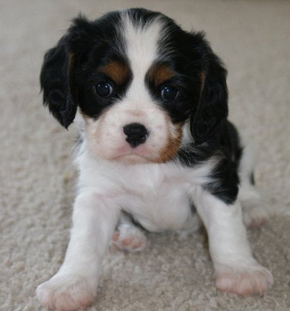 Schöne weibliche Cavalier King Charles Spaniel-Welpen zu verkaufen. Potsdam - photo 1