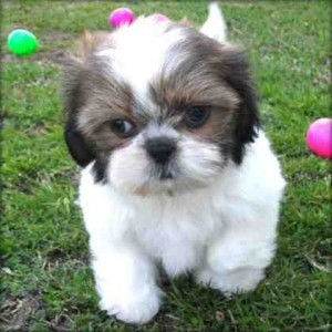 AKC-Riesen-Shih-Tzu-Welpen suchen ein neues Zuhause Bremen - photo 1