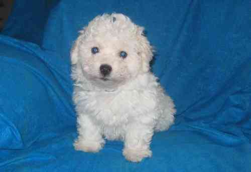 Hübsche Bichon Frisé-Welpen zu verkaufen. Saarbrücken