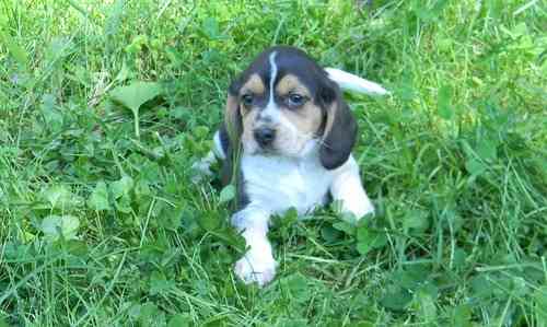 Süße Beagle-Welpen für ein neues Zuhause. Saarbrücken