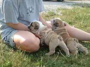 Tolle englische Bulldoggenwelpen verfügbar. Дюссельдорф