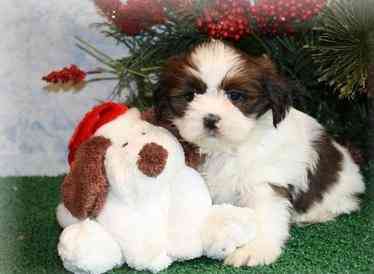 Lhasa Apso Welpen Dresden