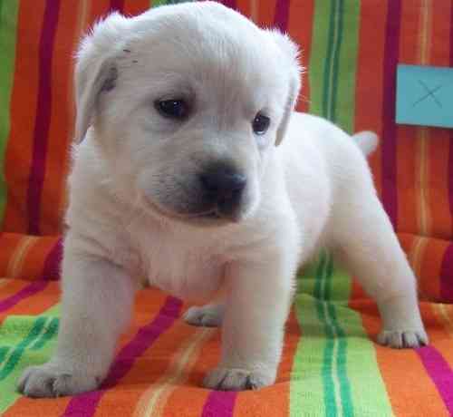 Labrador Retriever-Welpen. Потсдам