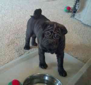 Wir haben zwei sehr süße Shar-Pei-Welpen in Schwarz-Sable-Farbe Висбаден