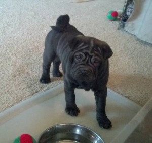 Wir haben zwei sehr süße Shar-Pei-Welpen in Schwarz-Sable-Farbe Wiesbaden - photo 1