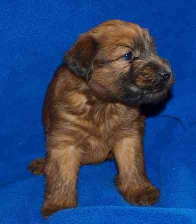 Soft Coated Wheaten Terrier Welpe Magdeburg