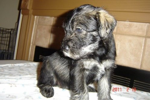 Standardschnauzerwelpen Duesseldorf - photo 1