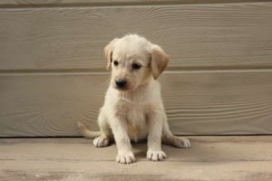 Labrador Retriever-Welpen zu verkaufen Duesseldorf - photo 1