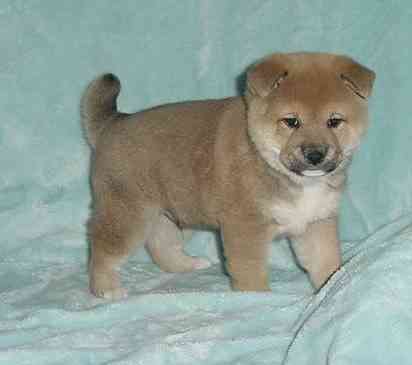 Shiba Inu Welpen Schwerin