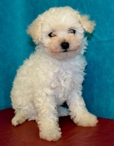 Maltipoo- und Bichon-Poo-Welpen zu verkaufen Munich - photo 1