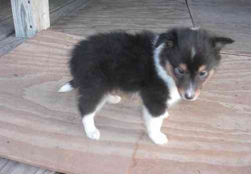 Shetland Sheepdog Welpen zu verkaufen Штутгарт