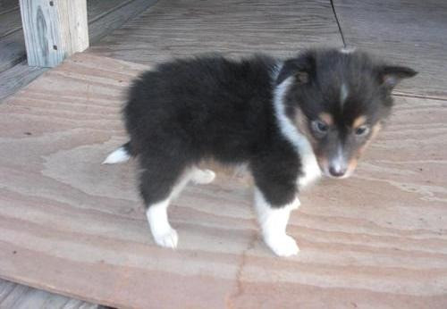 Shetland Sheepdog Welpen zu verkaufen Stuttgart - photo 1