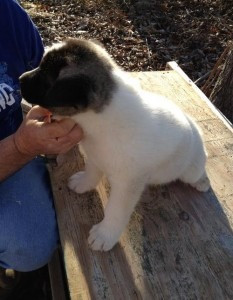 Prächtige Akita-Welpen zur Adoption Stuttgart - photo 1