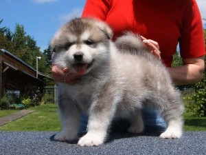 Ich habe derzeit zwei entzückende Alaskan Malamutes (Mädchen/Junge) Берлін - изображение 1