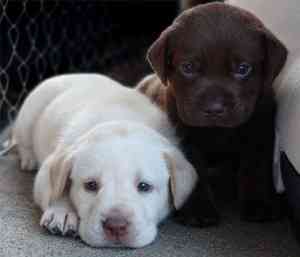 Süße Labrador Retriever-Welpen Потсдам