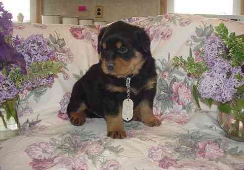 Rottweiler Welpen Hannover