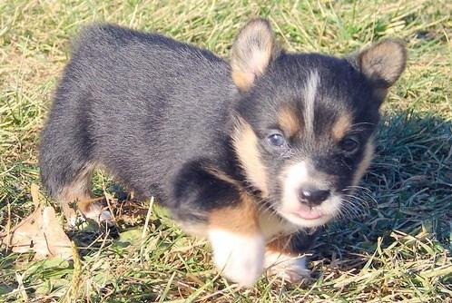 Pembroke Welsh Corgi Welpen zu verkaufen Schwerin - photo 1