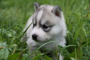 Husky/Akita-Welpen zu verkaufen Magdeburg - photo 1