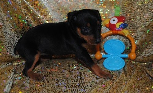 Zwergpinscher-Welpen zu verkaufen Hamburg - photo 1