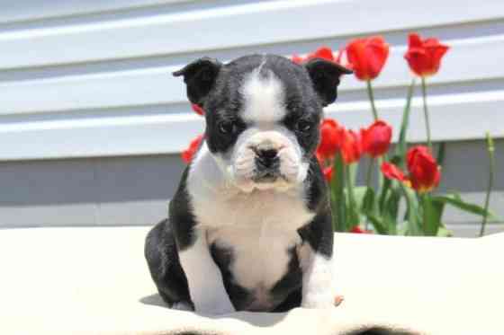 Blaue Boston Terrier-Welpen Мюнхен