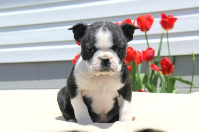 Blaue Boston Terrier-Welpen Munich - photo 1