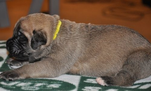 Mastiff-Welpen zu verkaufen Berlin - photo 1