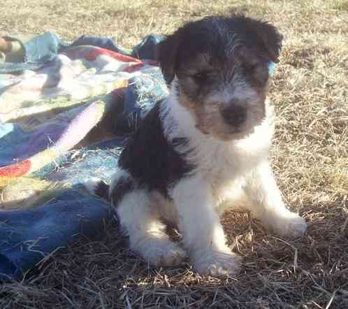 Drahthaar-Foxterrier-Welpen Hannover